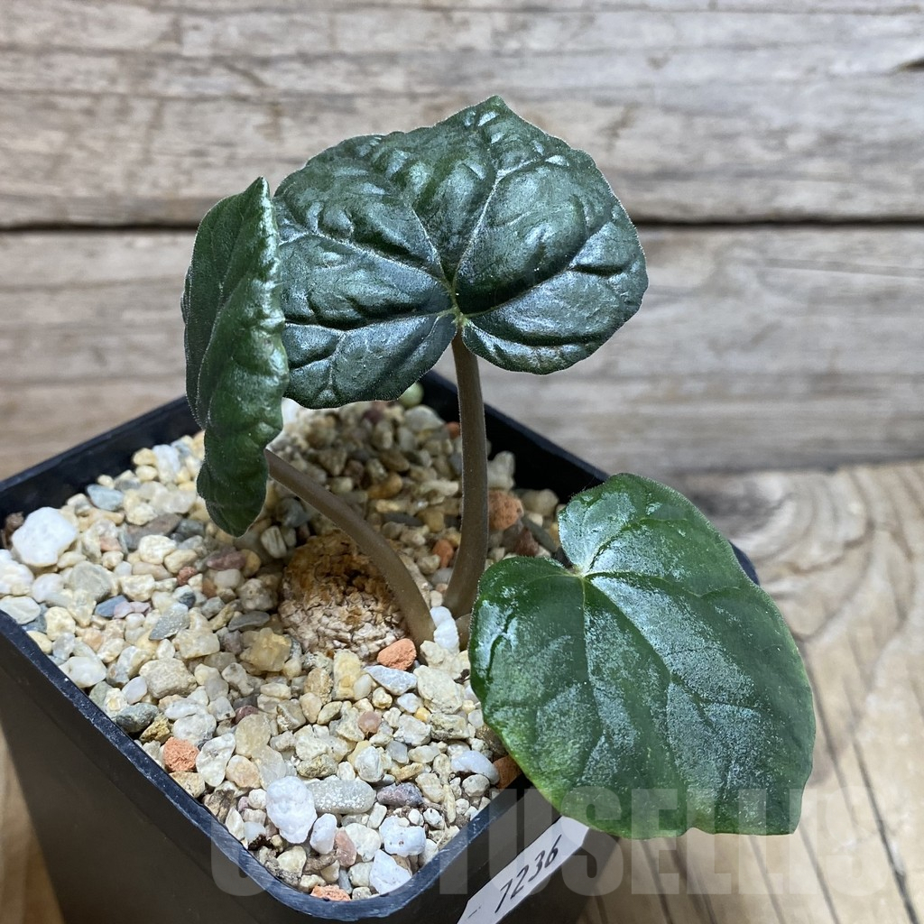 SH7236 Dorstenia barnimiana - Image 2