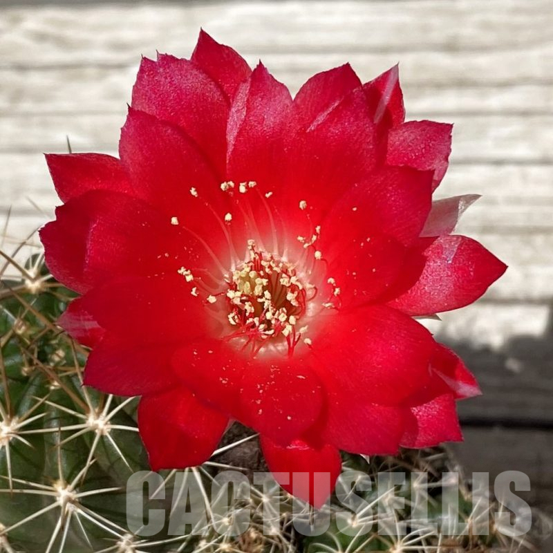 SH7114 Lobivia aff. hertrichiana