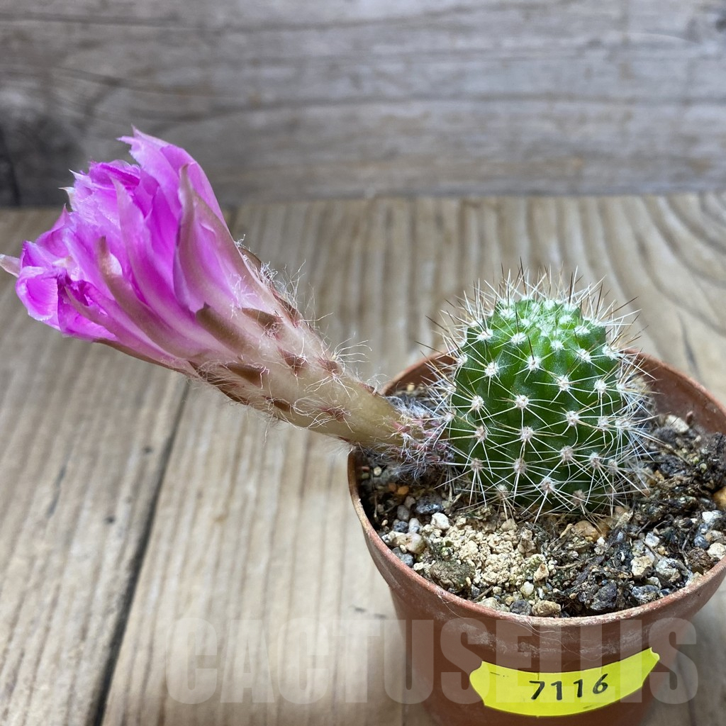 SH7116 Chamaecereus hybrid PAN 20 19 80 - 画像 (2)