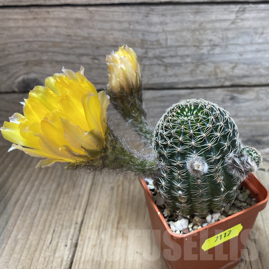 SH7117 Lobivia rebutioides - immagine 2