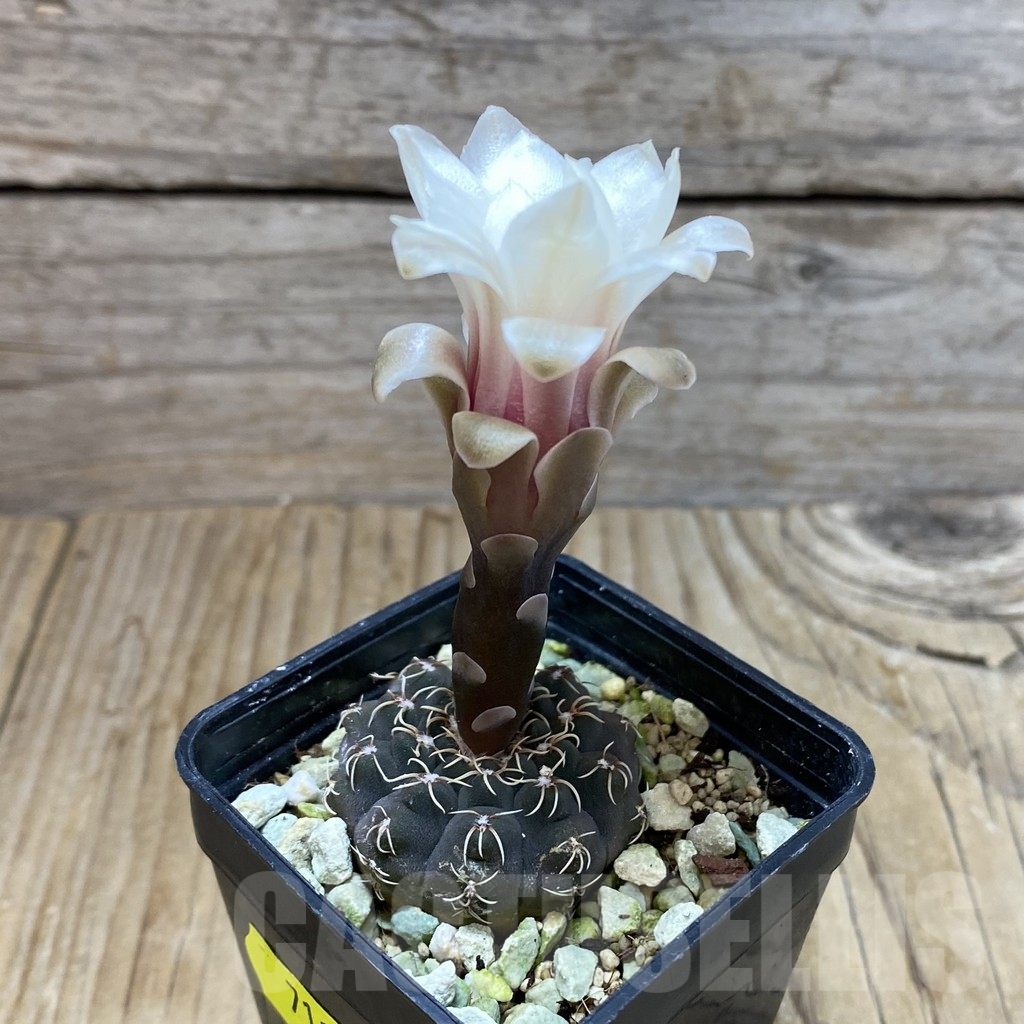 SH7118 Gymnocalycium stellatum VG 283 - Image 2