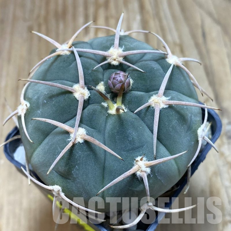 SH7187 Gymnocalycium bayrianum