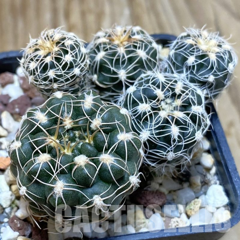 SH7188 Gymnocalycium bruchii