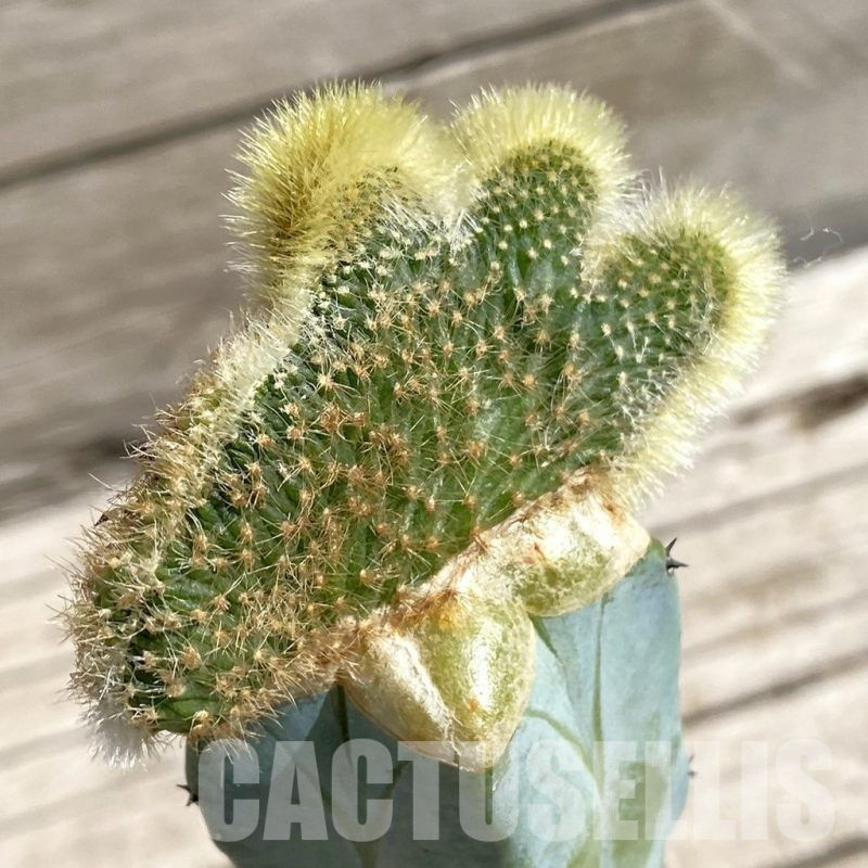 SH7189 Hildewintera aureispina f. cristata variegata, grafted