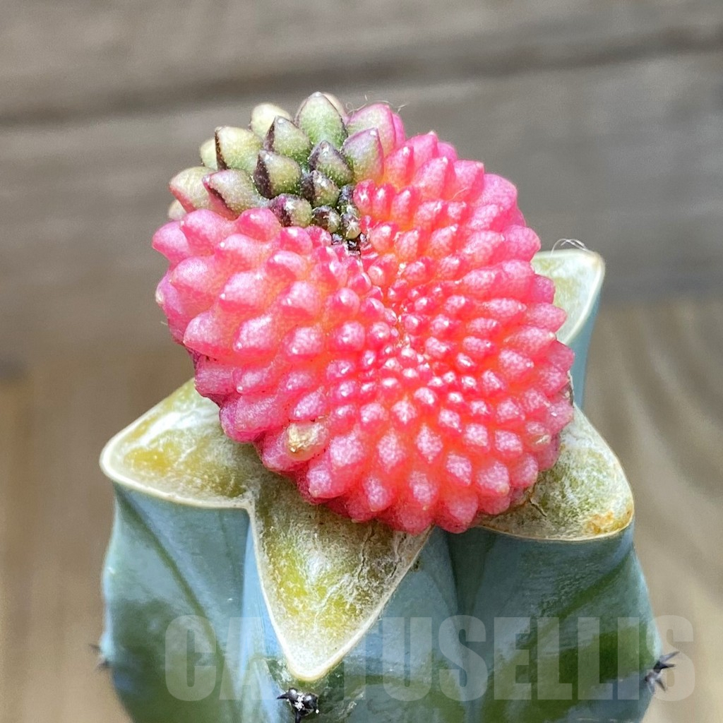 SH7190 Gymnocalycium mihanovichii variegata f. cristata, grafted