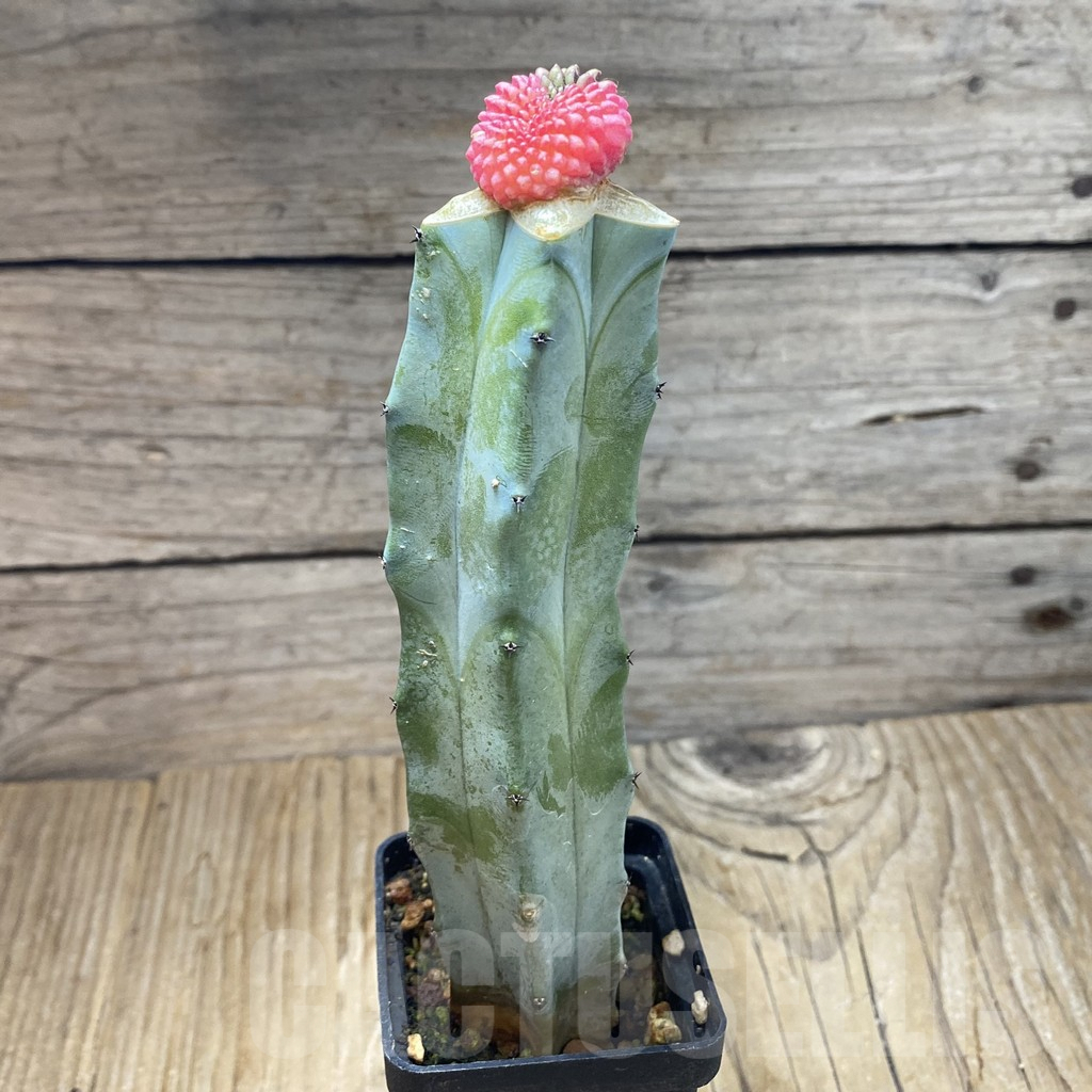 SH7190 Gymnocalycium mihanovichii variegata f. cristata, grafted - immagine 2