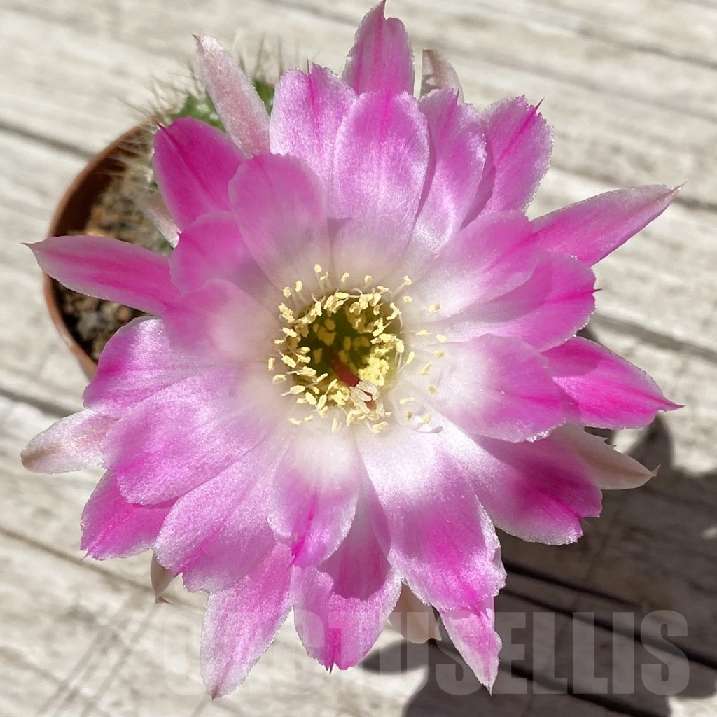 SH7116 Chamaecereus hybrid PAN 20 19 80