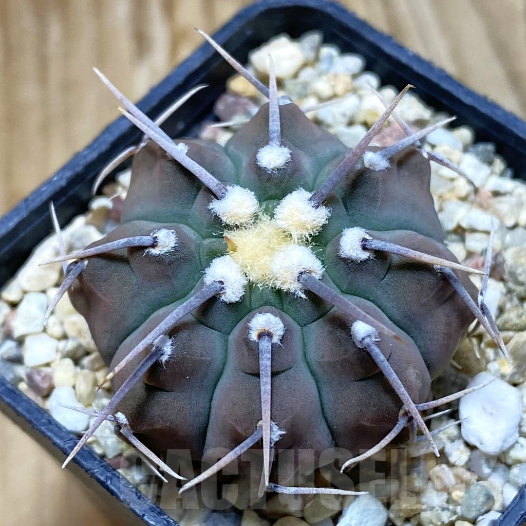 SH7193 Gymnocalycium vatteri