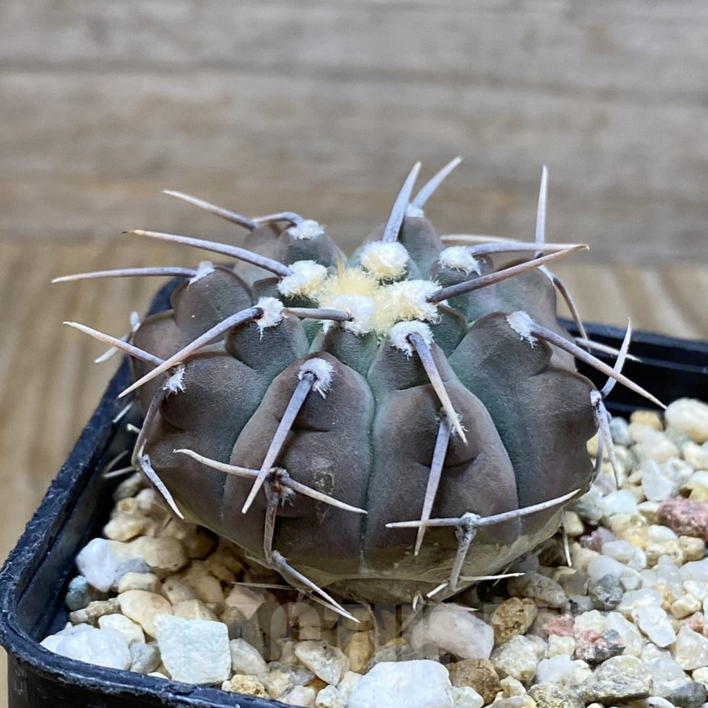 SH7193 Gymnocalycium vatteri - immagine 2