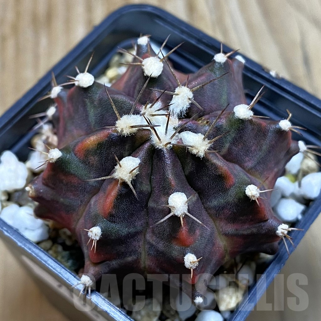 SH7195 Gymnocalycium mihanovichii ‘Sun of Sepia’