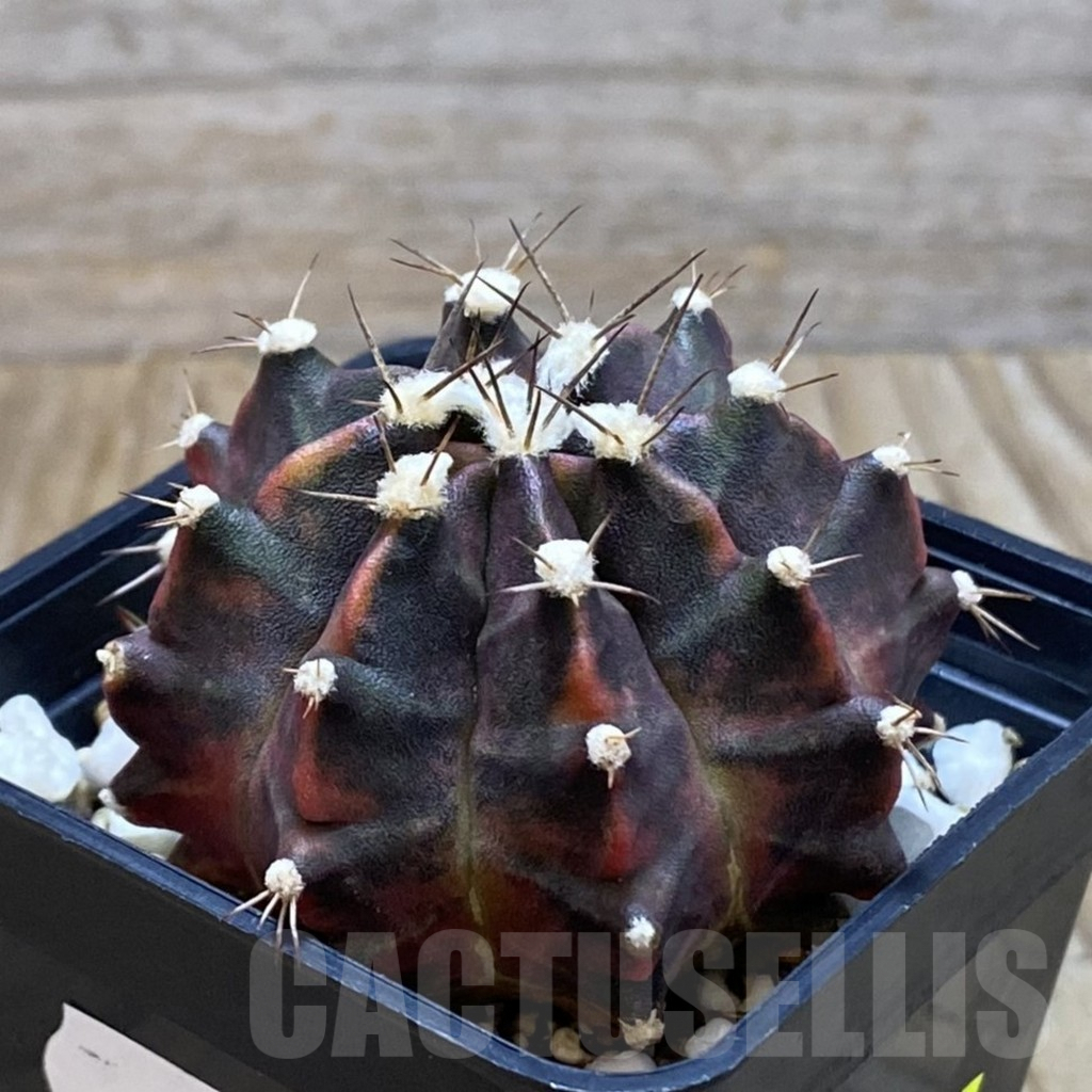 SH7195 Gymnocalycium mihanovichii ‘Sun of Sepia’ - Image 2