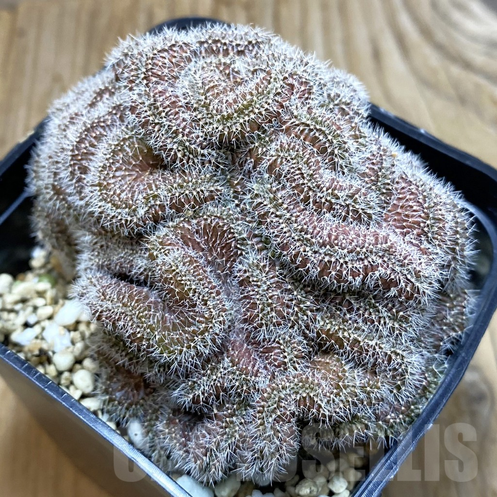 SH7196 Mammillaria compressa 'Yokan'