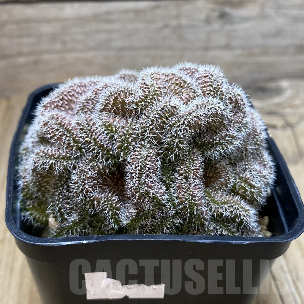 SH7196 Mammillaria compressa 'Yokan' - immagine 2