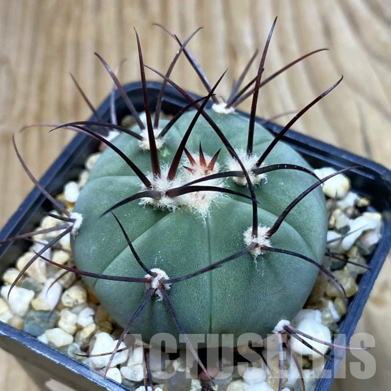 SH7199 Gymnocalycium cabreraense VOS 2122