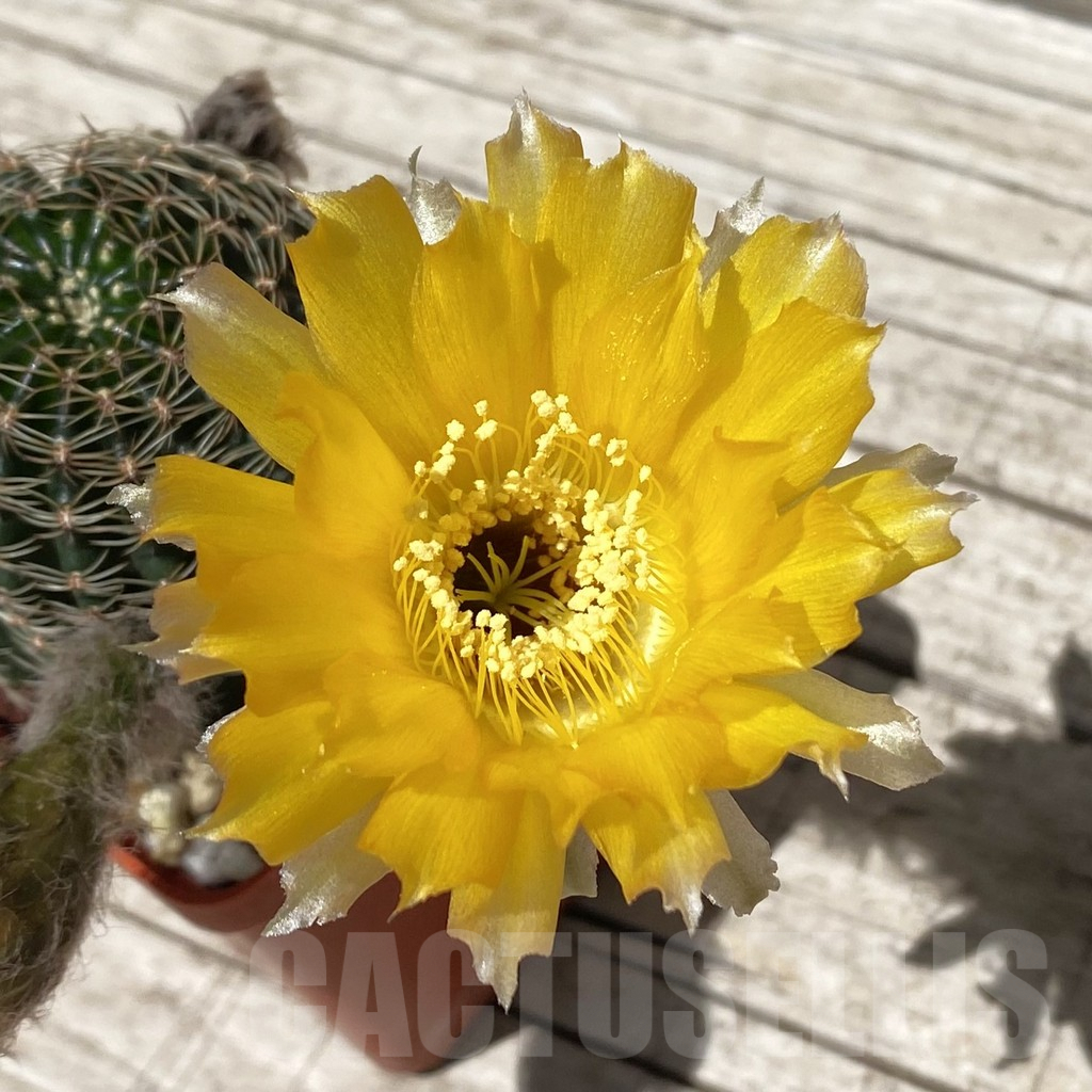 SH7117 Lobivia rebutioides