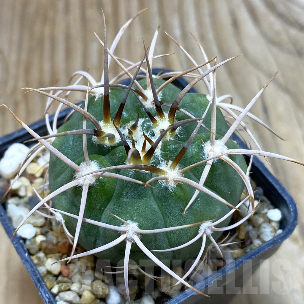 SH7203 Gymnocalycium mazanense v. polycephalum P 223