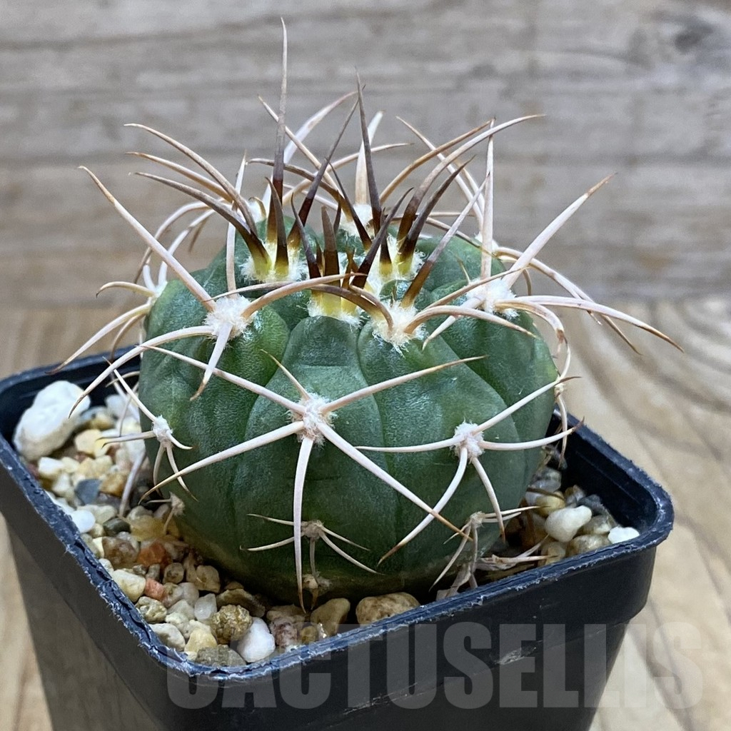 SH7203 Gymnocalycium mazanense v. polycephalum P 223 - Image 2