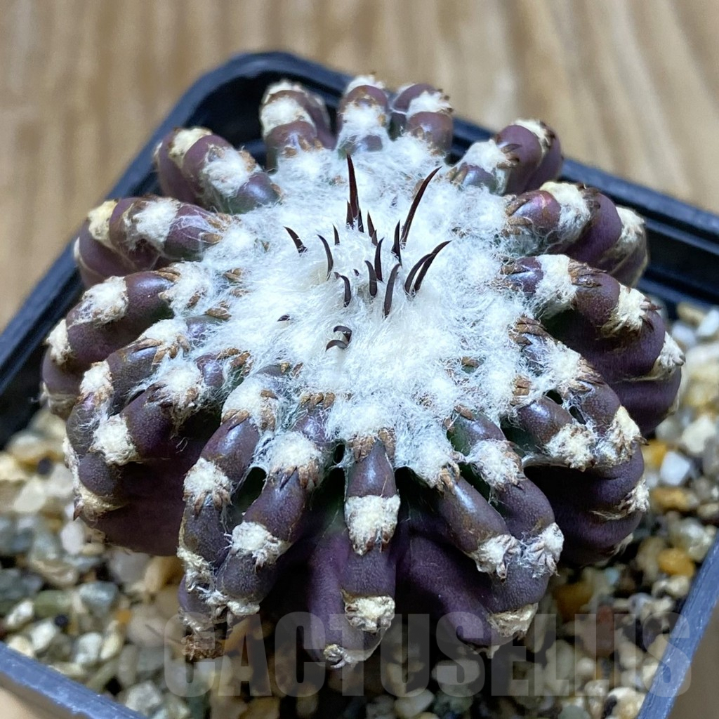 SH7206 Discocactus horstii