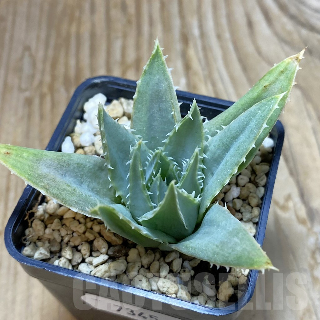 SH7345 Aloe polyphylla