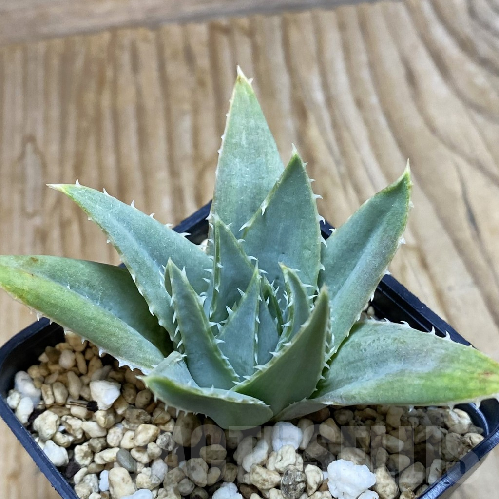 SH7345 Aloe polyphylla - Image 2