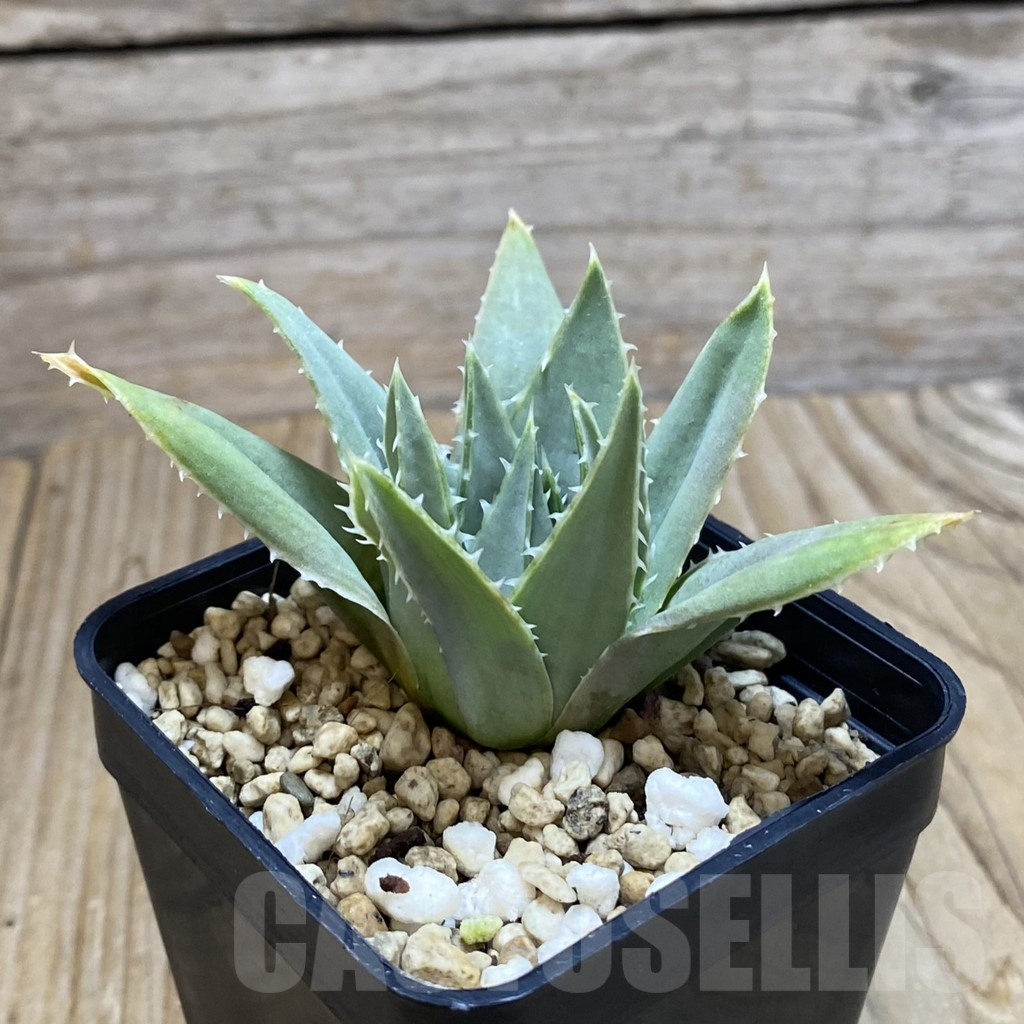 SH7345 Aloe polyphylla - Image 3