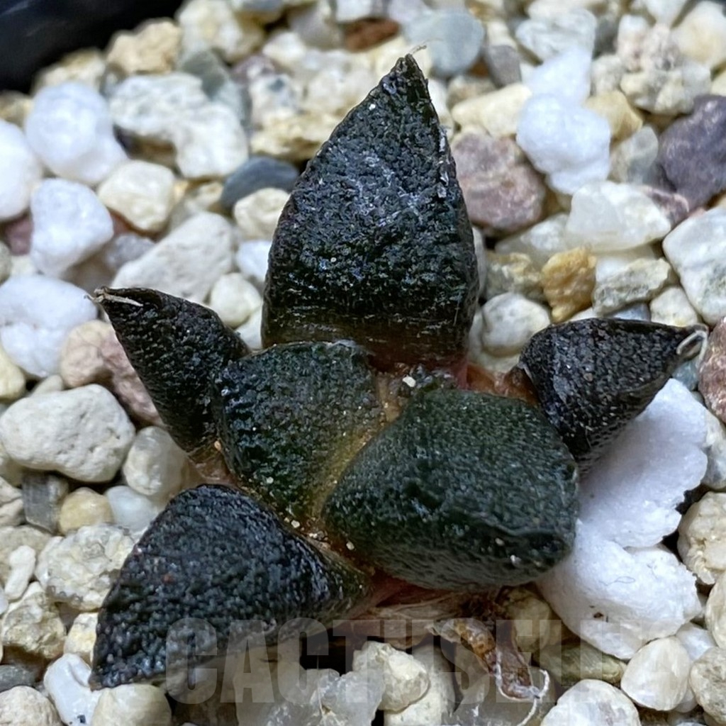 SH7347 Ariocarpus fissuratus ssp. lloydii VMG 86