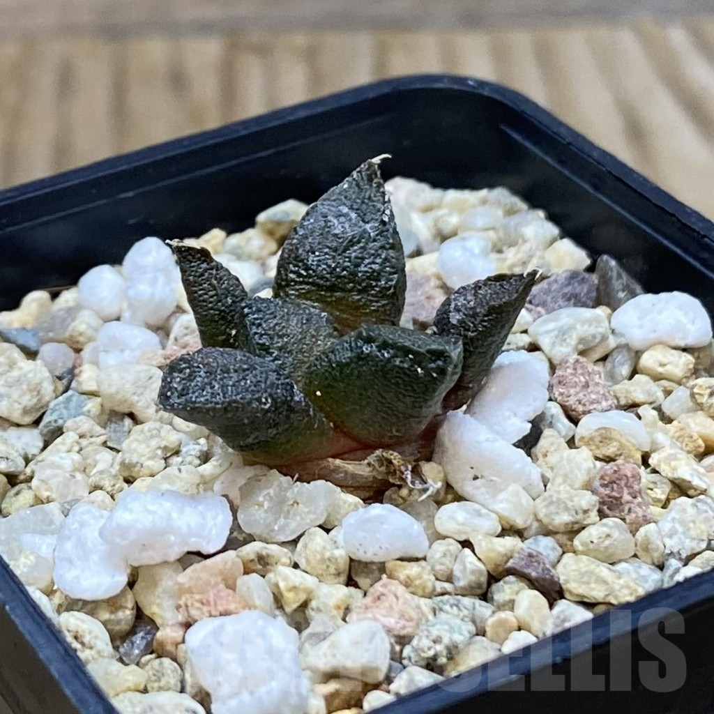 SH7347 Ariocarpus fissuratus ssp. lloydii VMG 86 - Imagen 2