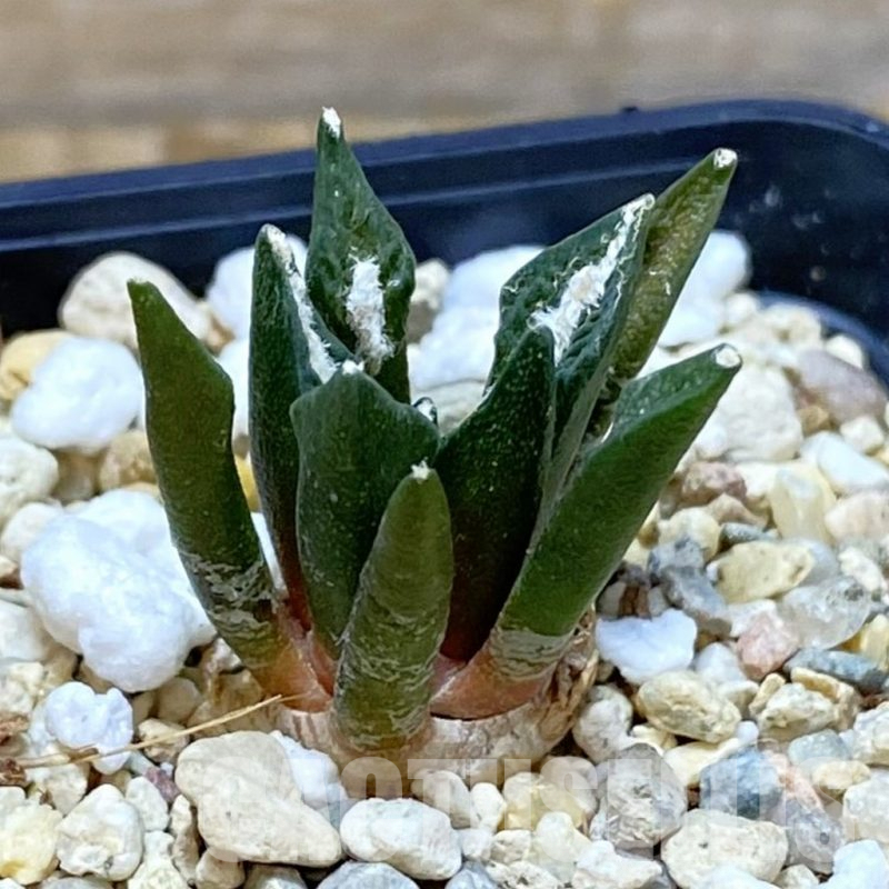 SH7352 Ariocarpus kotschoubeyanus hybrid, seedling, own roots