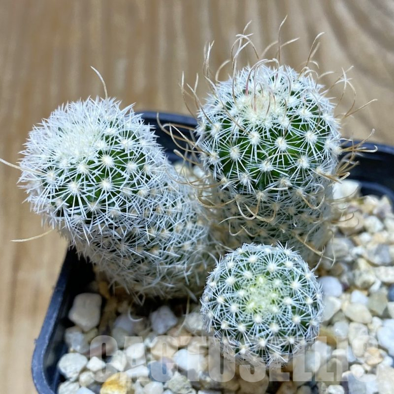 SH7357 Stenocactus phyllacanthus v. violaciflorus SB 438