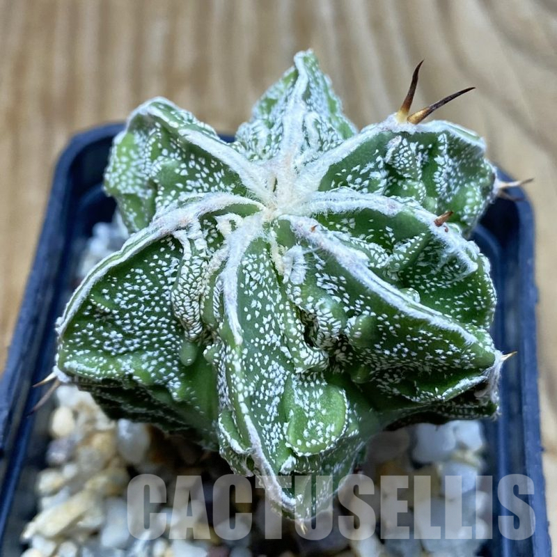 SH7358 Astrophytum myriostigma ‘Fukuryu’