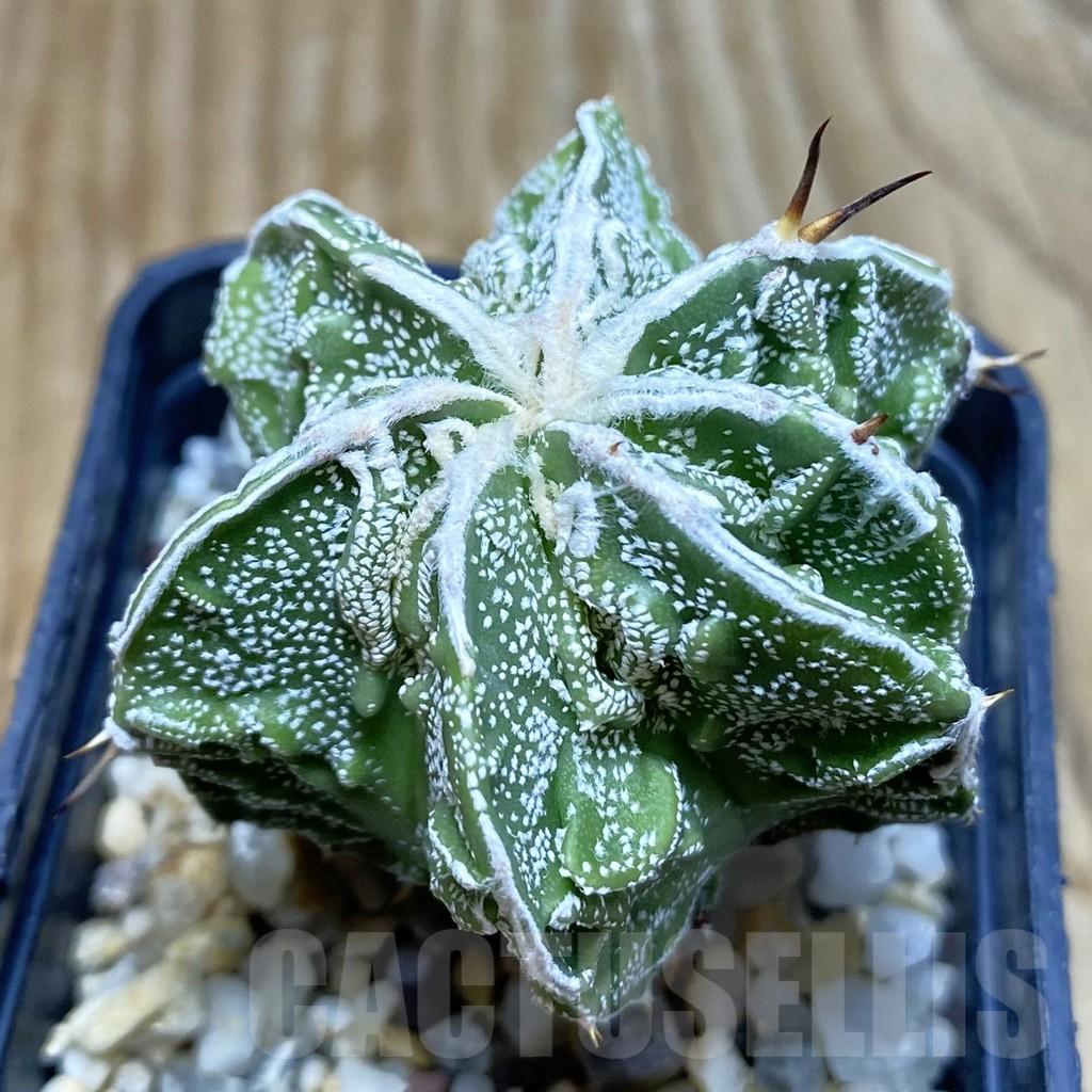 SH7358 Astrophytum myriostigma ‘Fukuryu’