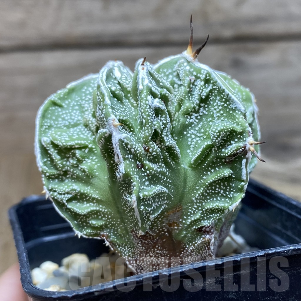 SH7358 Astrophytum myriostigma ‘Fukuryu’ - Image 2