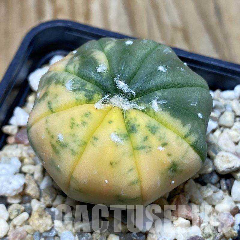 SH7362 Astrophytum asterias f. variegata