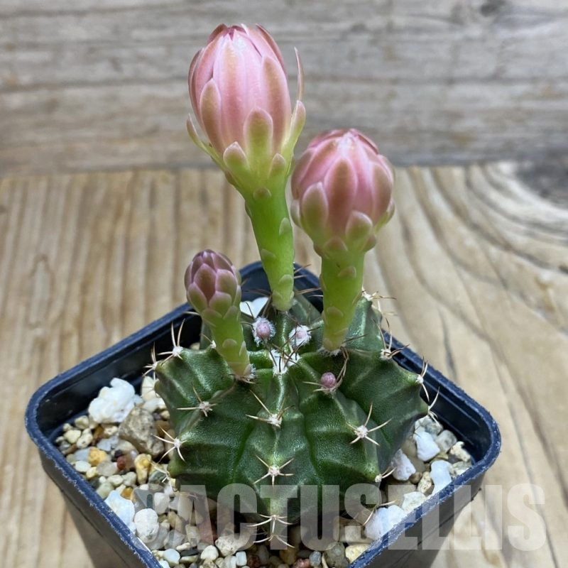 SH7366 Gymnocalycium mihanovichii hybrid