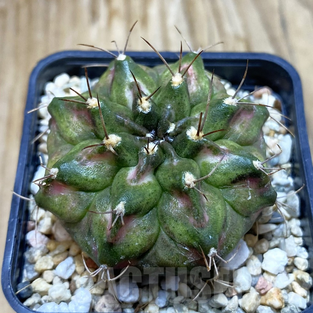 SH7368 Gymnocalycium mihanovichii ‘T-Rex’ hybrid, seedling