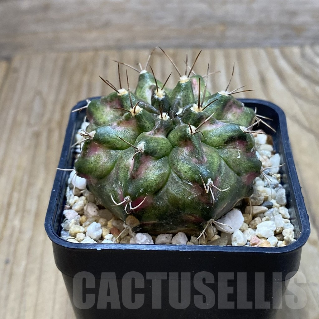 SH7368 Gymnocalycium mihanovichii ‘T-Rex’ hybrid, seedling - Image 2
