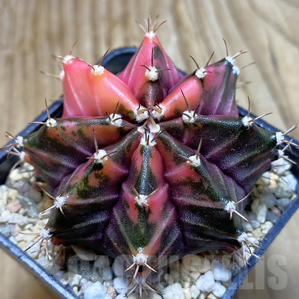 SH7372 Gymnocalycium mihanovichii f. variegata, seedling