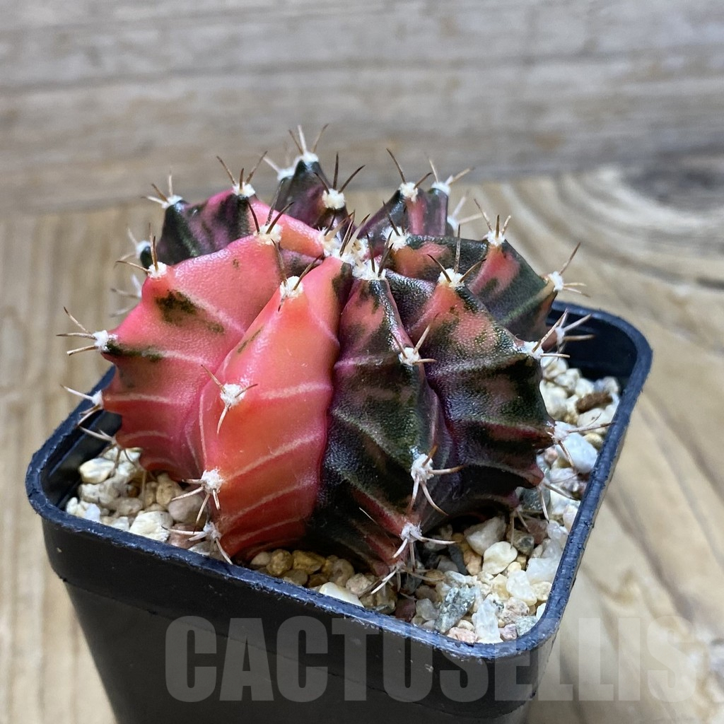 SH7372 Gymnocalycium mihanovichii f. variegata, seedling - Imagen 2