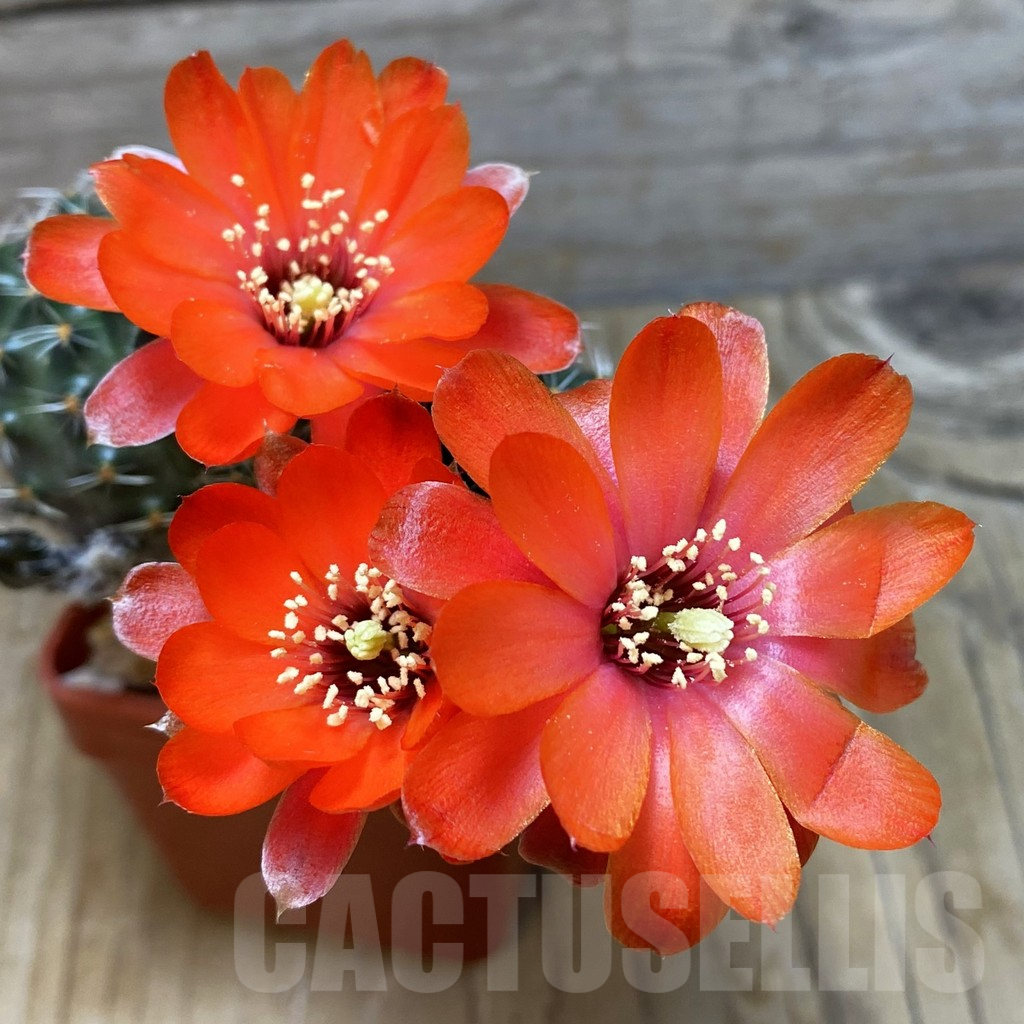 SH7373 Mediolobivia iscayachensis WR 909 - Image 2