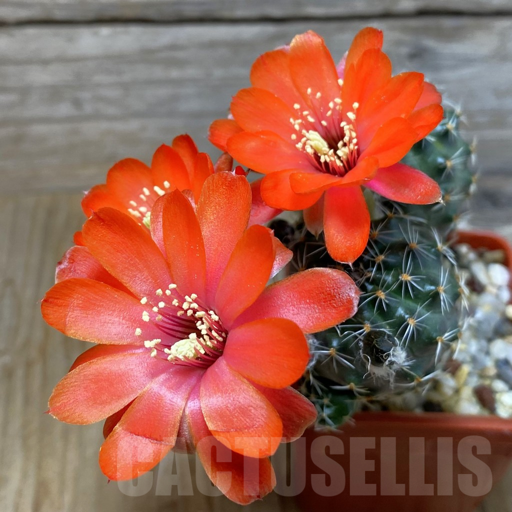 SH7373 Mediolobivia iscayachensis WR 909