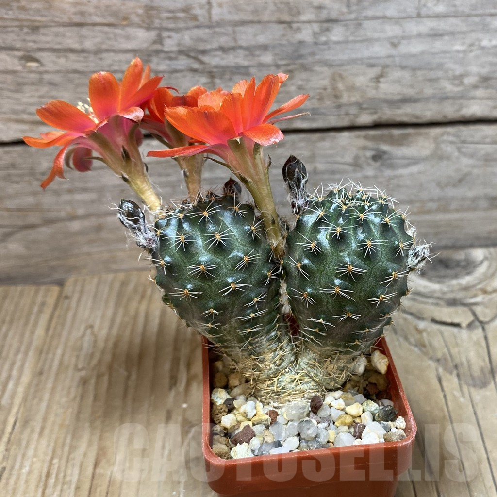 SH7373 Mediolobivia iscayachensis WR 909 - Image 3