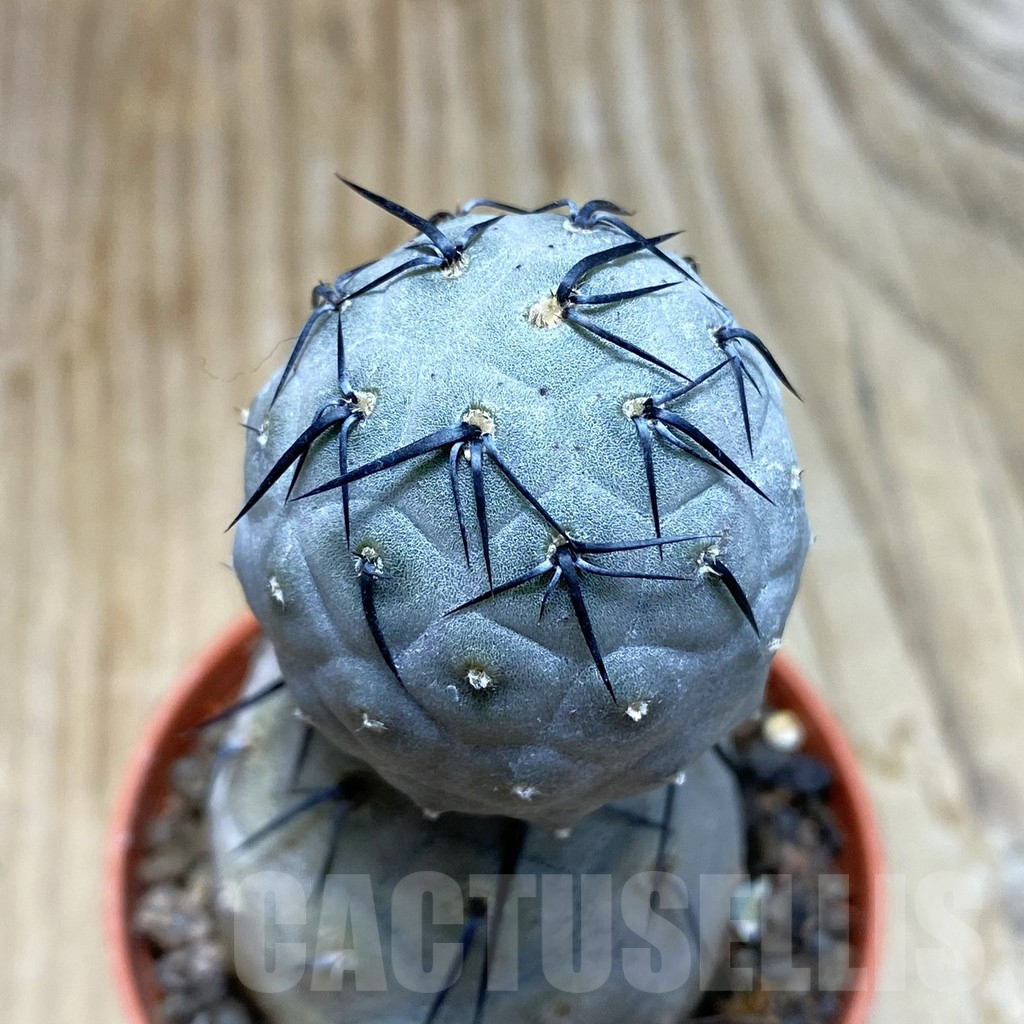 SH7318 Tephrocactus geometricus