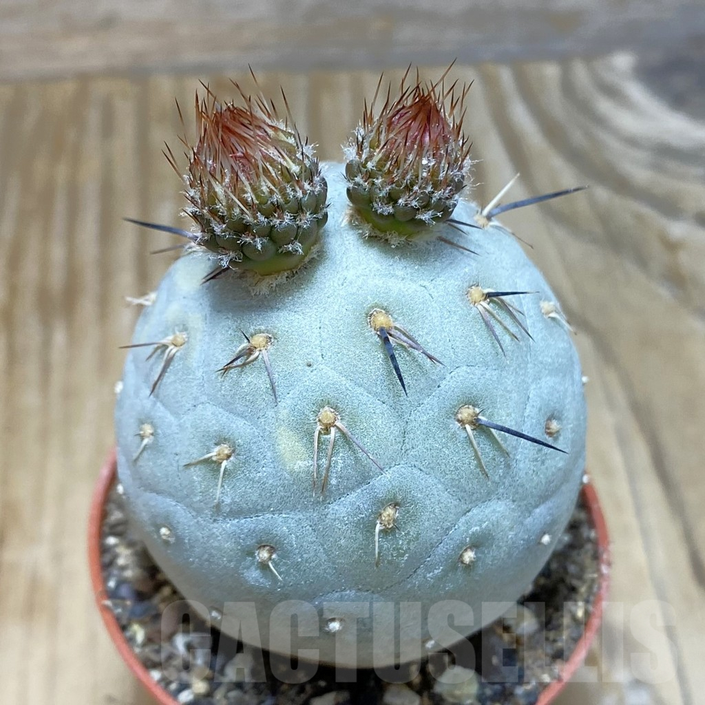 SH7320 Tephrocactus geometricus