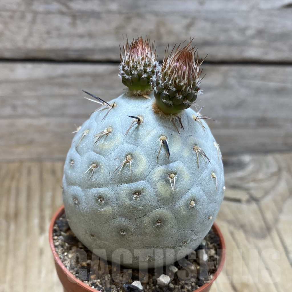 SH7320 Tephrocactus geometricus - immagine 2