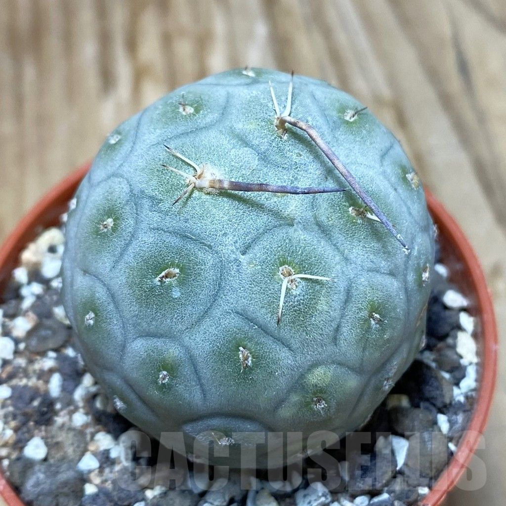 SH7322 Tephrocactus geometricus