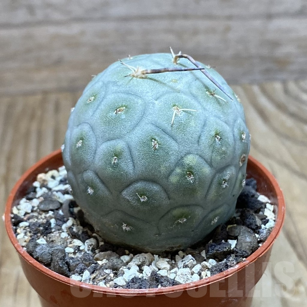 SH7322 Tephrocactus geometricus - immagine 2