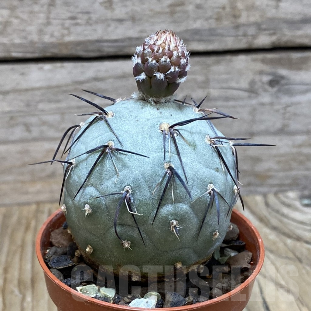 SH7324 Tephrocactus geometricus - Image 2