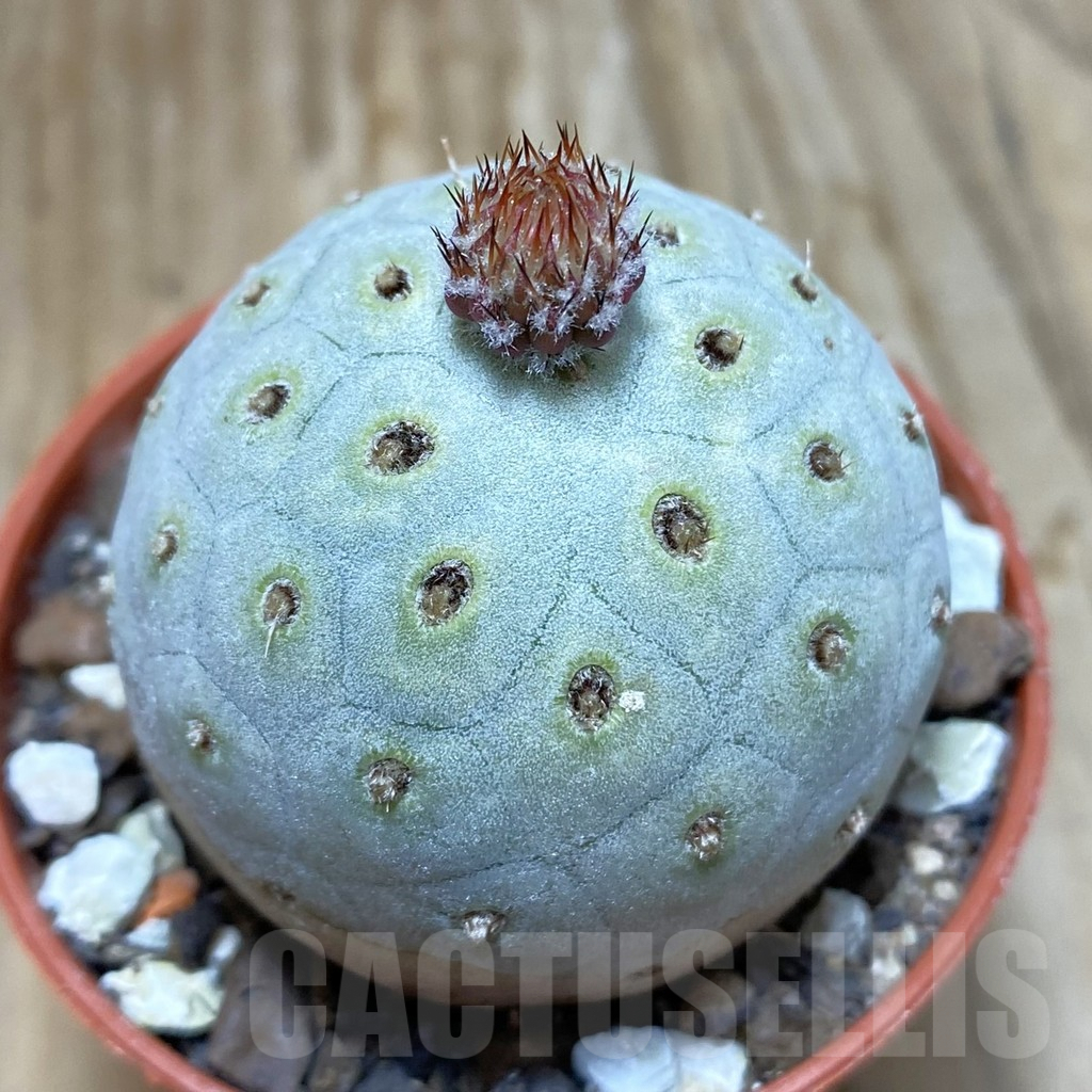 SH7325 Tephrocactus geometricus