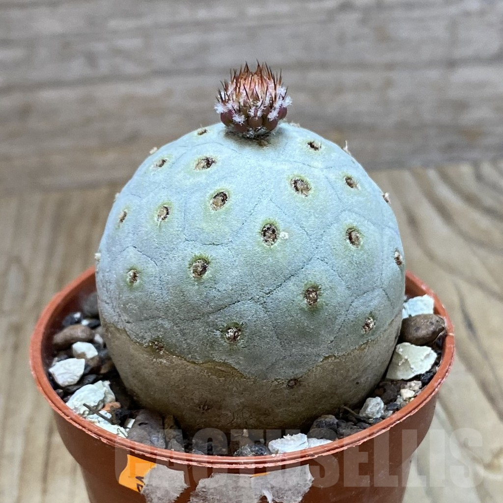 SH7325 Tephrocactus geometricus - 画像 (2)