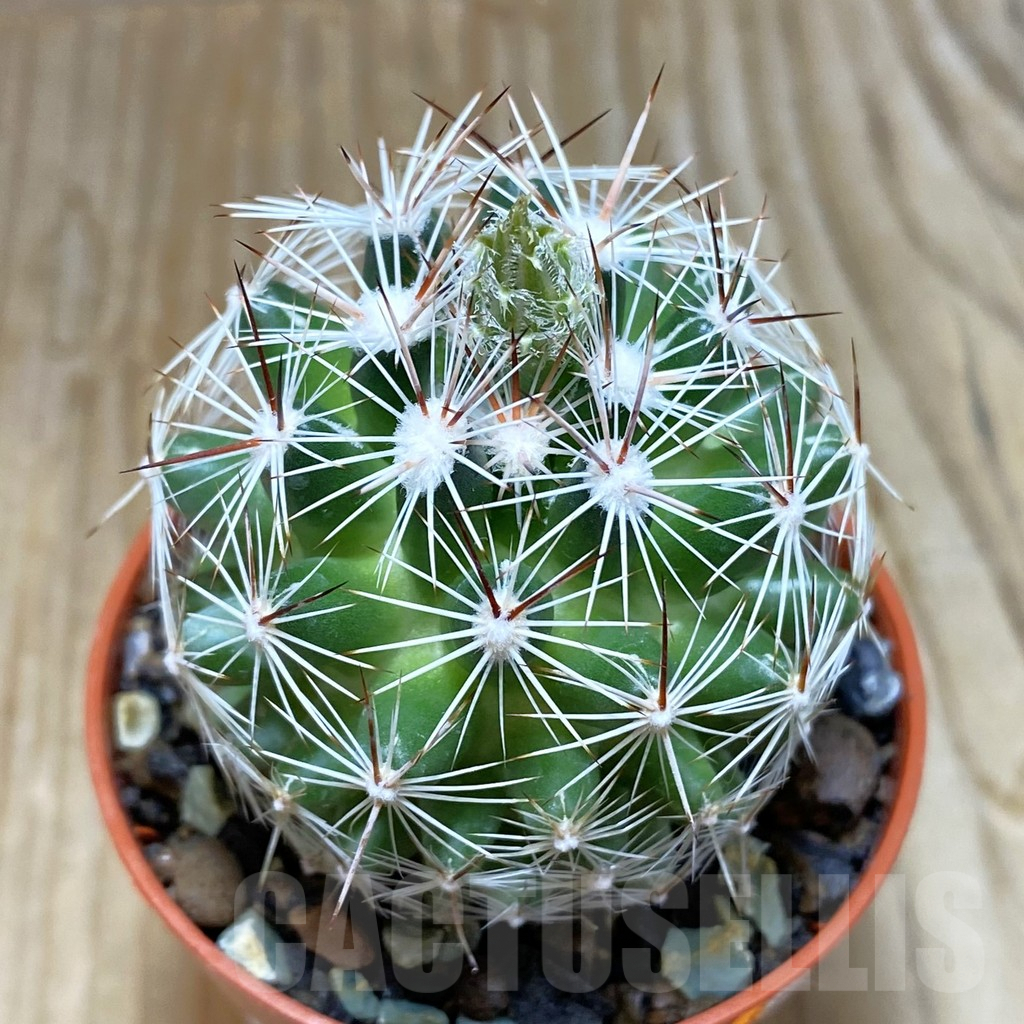 SH7313 Coryphantha vivipara SB 129